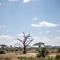 TZA MAR SerengetiNP 2016DEC24 SeroneraWest 003 : 2016, 2016 - African Adventures, Africa, Date, December, Eastern, Mara, Month, Places, Serengeti National Park, Seronera, Tanzania, Trips, Year